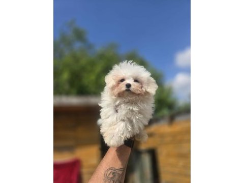 Sağlık ve ırk garantili maltese terrier yavrular