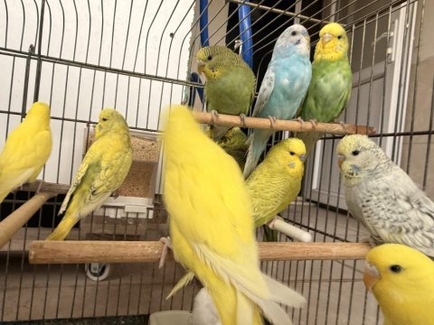 Yeme yeni düşen jumbo yavrular ve birtakım jumbo kuşlar