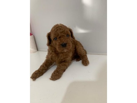 Süper kalite toy poodle yavrular sahiplerini bekliyor