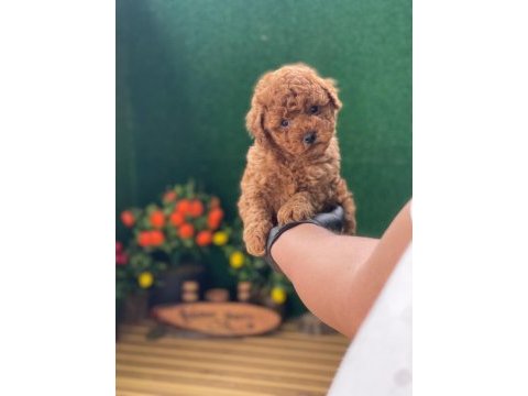 Referans yavru toy poodle