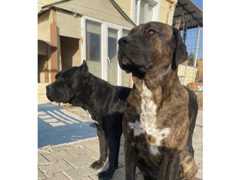 Şecereli presa canario yavruları