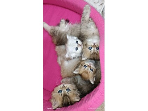 British longhair safkan yavrular