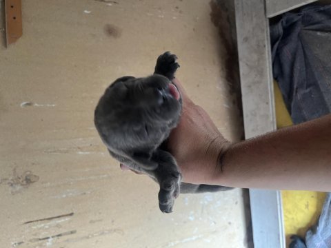 Rezerveye açık cane corso yavrular