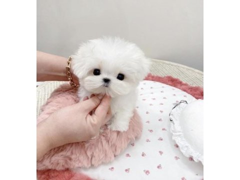 Kore teacup fincan maltese
