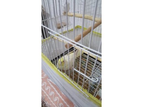 Kızgınlık yumurtasını attı dişi lutino sultan papağanı