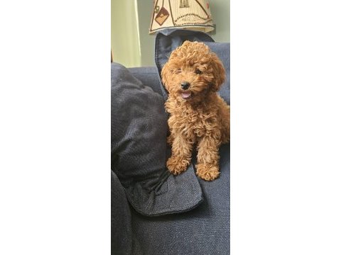 5 aylık dişi en küçük boy poodle