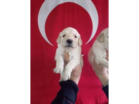 Golden retriever yavrularımız ırk garantilidir