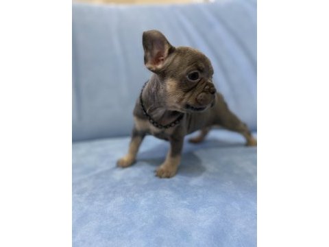 Egzotik french bulldog yavrular