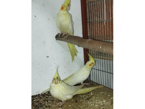 Adıma bilezikli sultan papağanı yavrular ve takımlar
