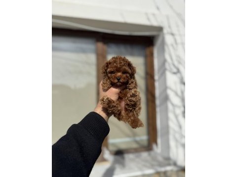 Kore toy poodle yavruları