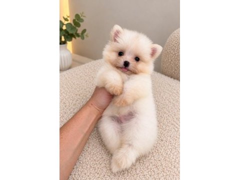 Pomeranian teacup bebeğimiz 