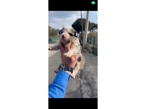 Blue merle border collie