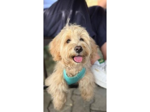 1 yaşında maltipoo yaramaz olduğu için bakamıyoruz