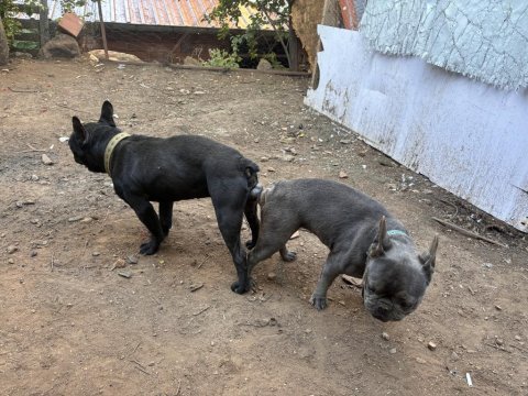 Fransız bulldog ve diğer ismiyle french bulldog