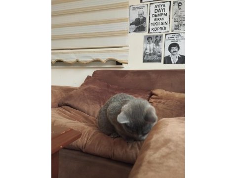 British shorthair tüm eşyaları yanında verilecektir
