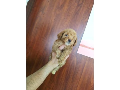 Poodle yavruları ücretsiz değildir