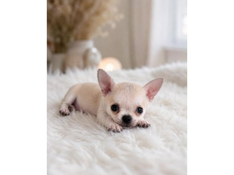 Mini boy wc eğitimli chihuahua