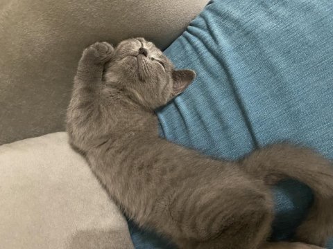 Yavru british shorthair erkek yavru