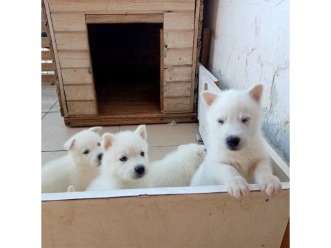 Anne altından süt beyaz erkek husky yavrular