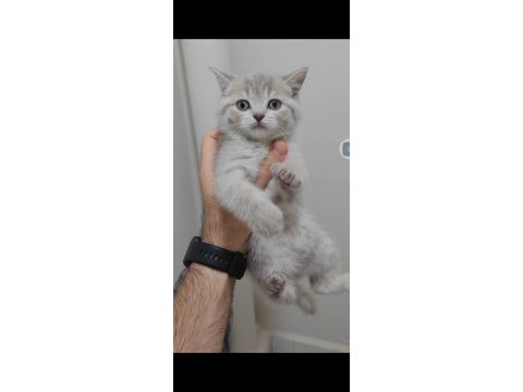 British shorthair kedisi