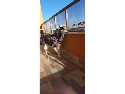 Sibirya kurdu ücretsiz sahiplendirilecektir