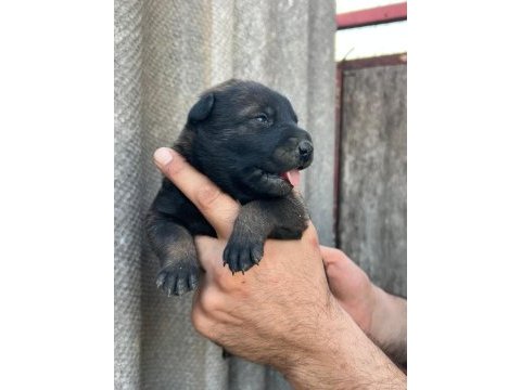 Belçika kurdu yavrularımız