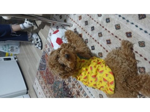 Bazı nedenlerden dolayı köpeğimi vermek zorundayım