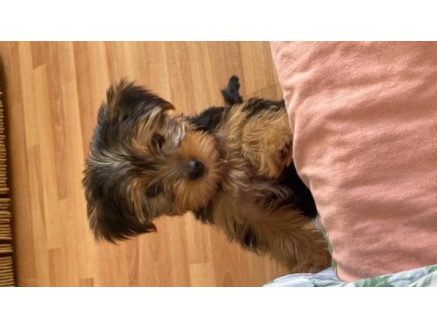 Köpeğimle anlaşamadığı için sahiplendirmek istiyorum