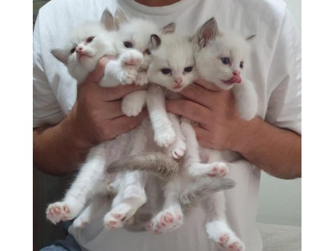 Full şecereli seal ve blue bıcolor ragdoll yavruları