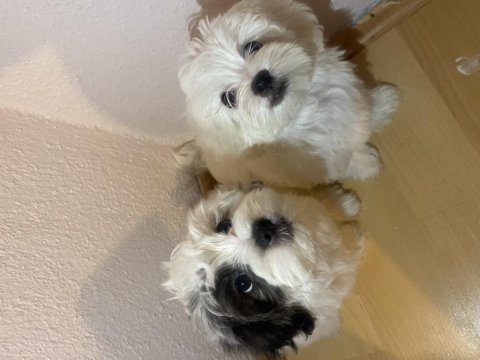 Son maltese oğlumuz sütten yeni kesildi