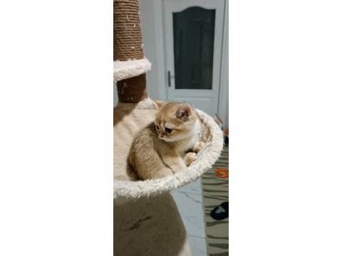 Show kalite british shorthair golden by11 by12 yavrular