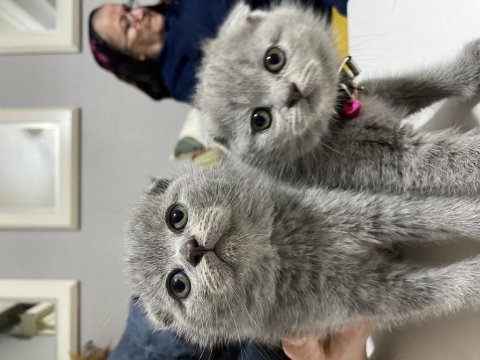 Gri scottish fold cins kedimiz