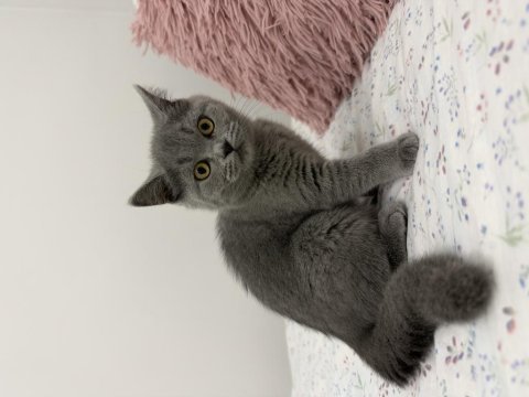 British shorthair 2 aylık dişi