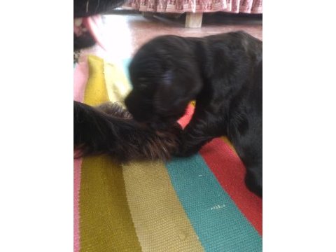 Yavru ingiliz cocker dişiler