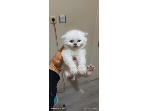 Dişi safkan british longhair
