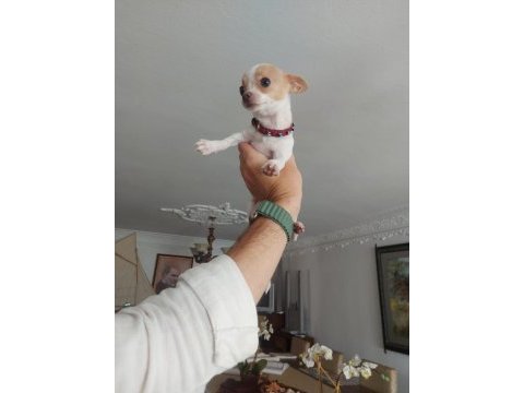 A kalite meksika chihuahua (şivava) yavruları
