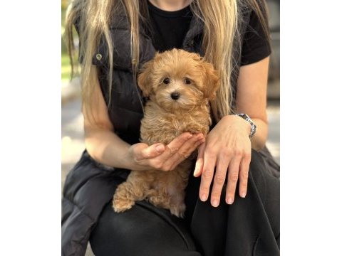 Yurt dışı girişli maltipoo yavrular