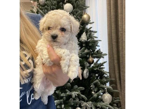 Maltipoo ile evimize neşe katmaya hazır mısınız