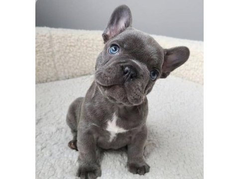 A kalite dişi erkek blue french bulldog yavrularımız