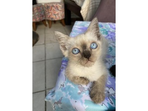Blue erkek british shorthair oğlumuz