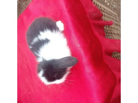 Safkan teddy widder tavşan yavruları