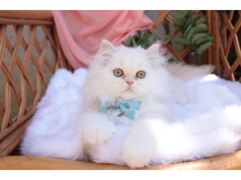 Krem rengi british longhair erkek yavru