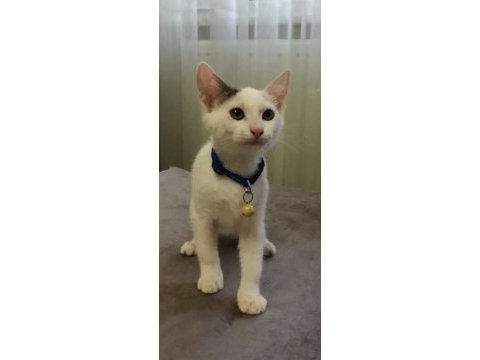 2.5 aylık kedimiz mia yuva arıyor