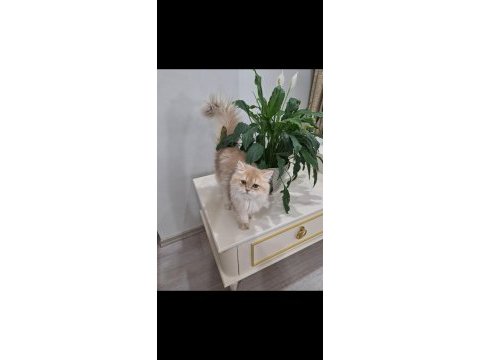 British longhair cy11 dişi