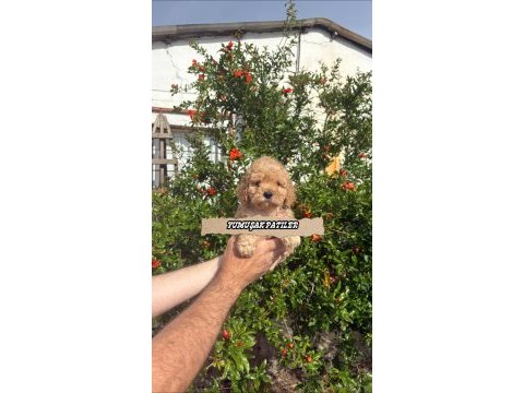 Toy poodle dişi ve erkek