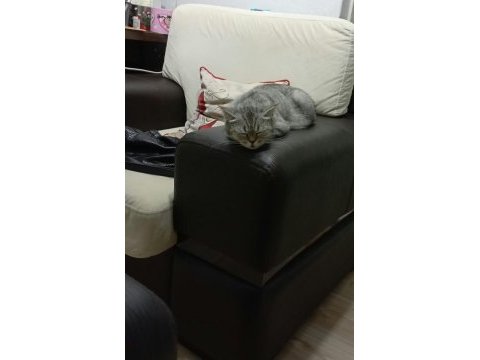 British shorthair dişi kedimiz