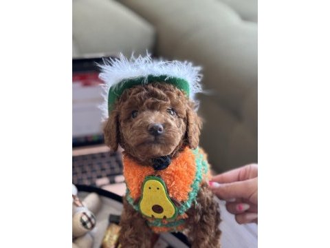 Yakışıklı oğlum odin büyümeyen toy poodle