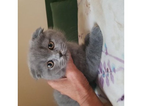 Veteriner kedilerinin safkan scottish fold yavruları