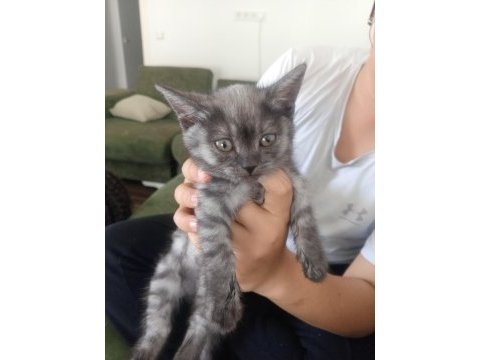Kedi british shorthaır