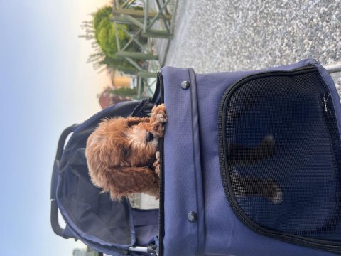 Yeni trend cavapoo